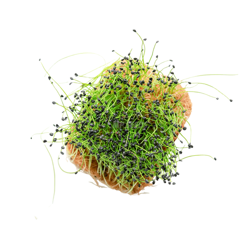 Póréhagyma (alternate view)