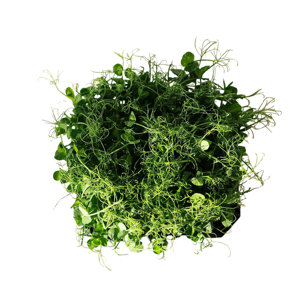 Borsó (alternate view)