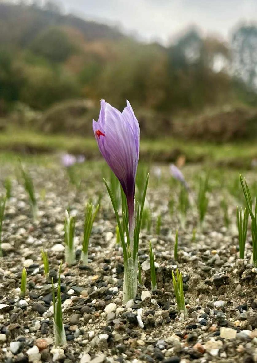 Sáfrány (alternate view)