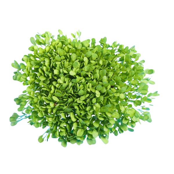 Saláta (alternate view)