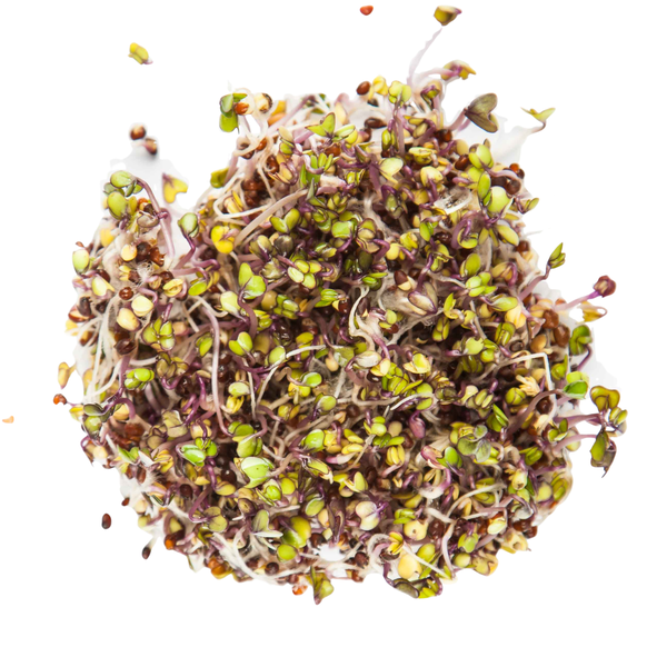 Piros karalábé (alternate view)